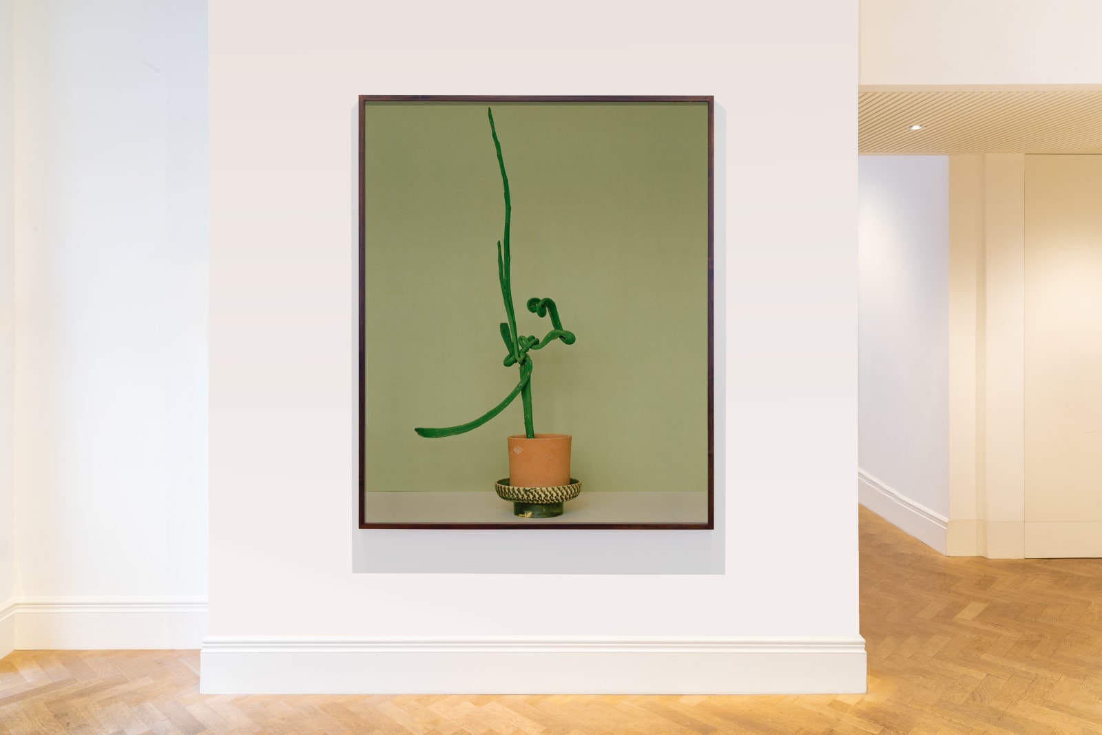 Kate Friend, Bethan Wood, Euphorbia sipolisii f. crestata, East London, 2021