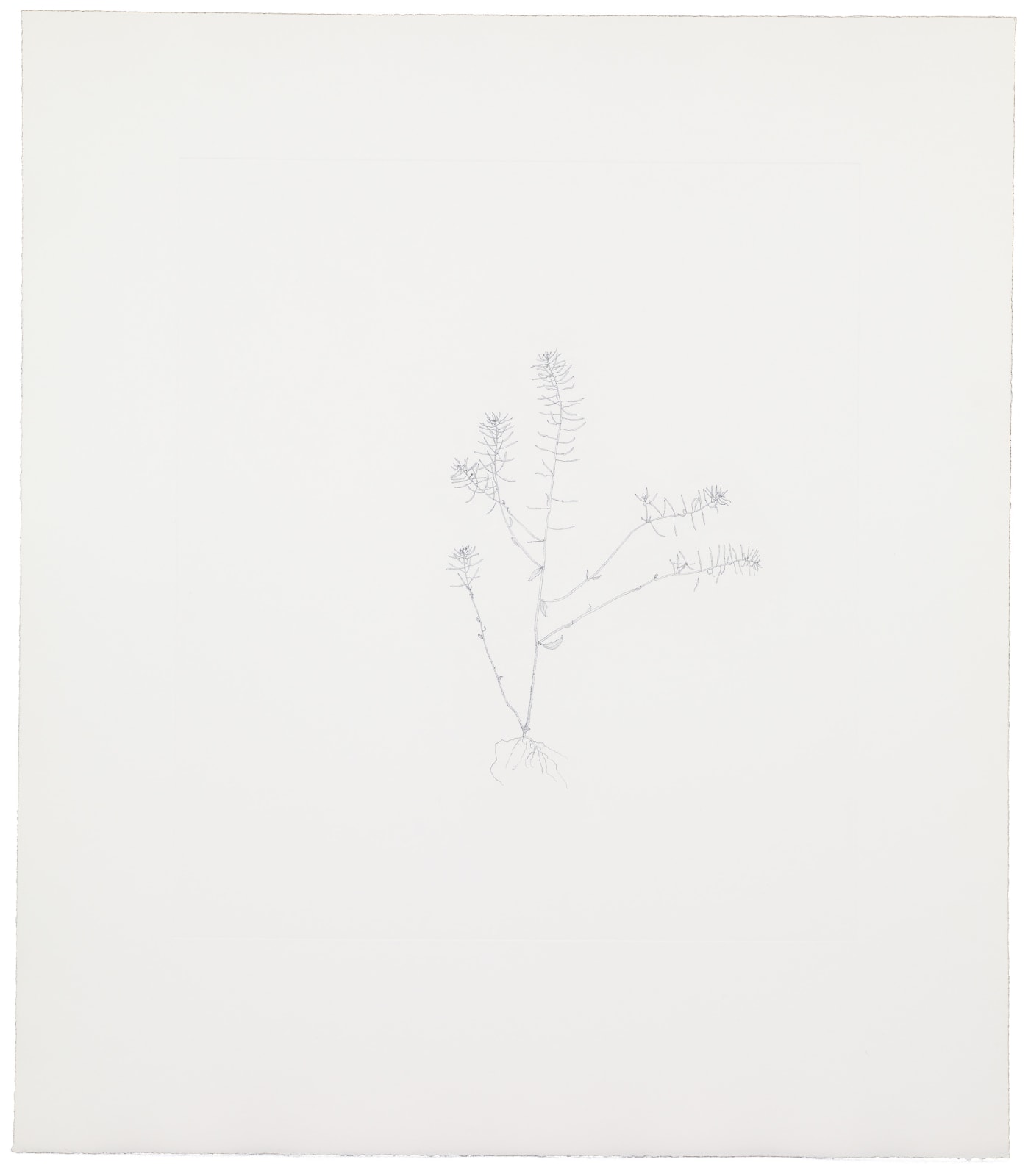 Michael Landy, Thale Cress, 2002