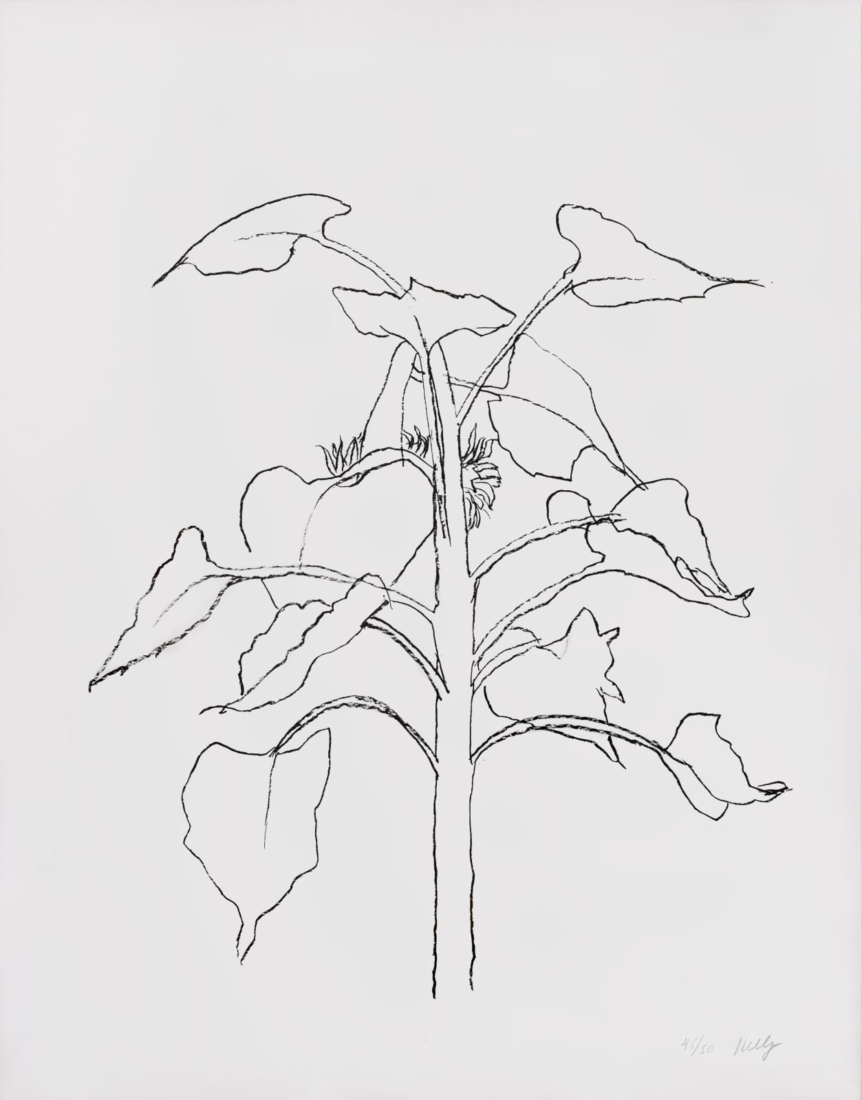 Ellsworth Kelly, Sunflower I, 2004 | Lyndsey Ingram