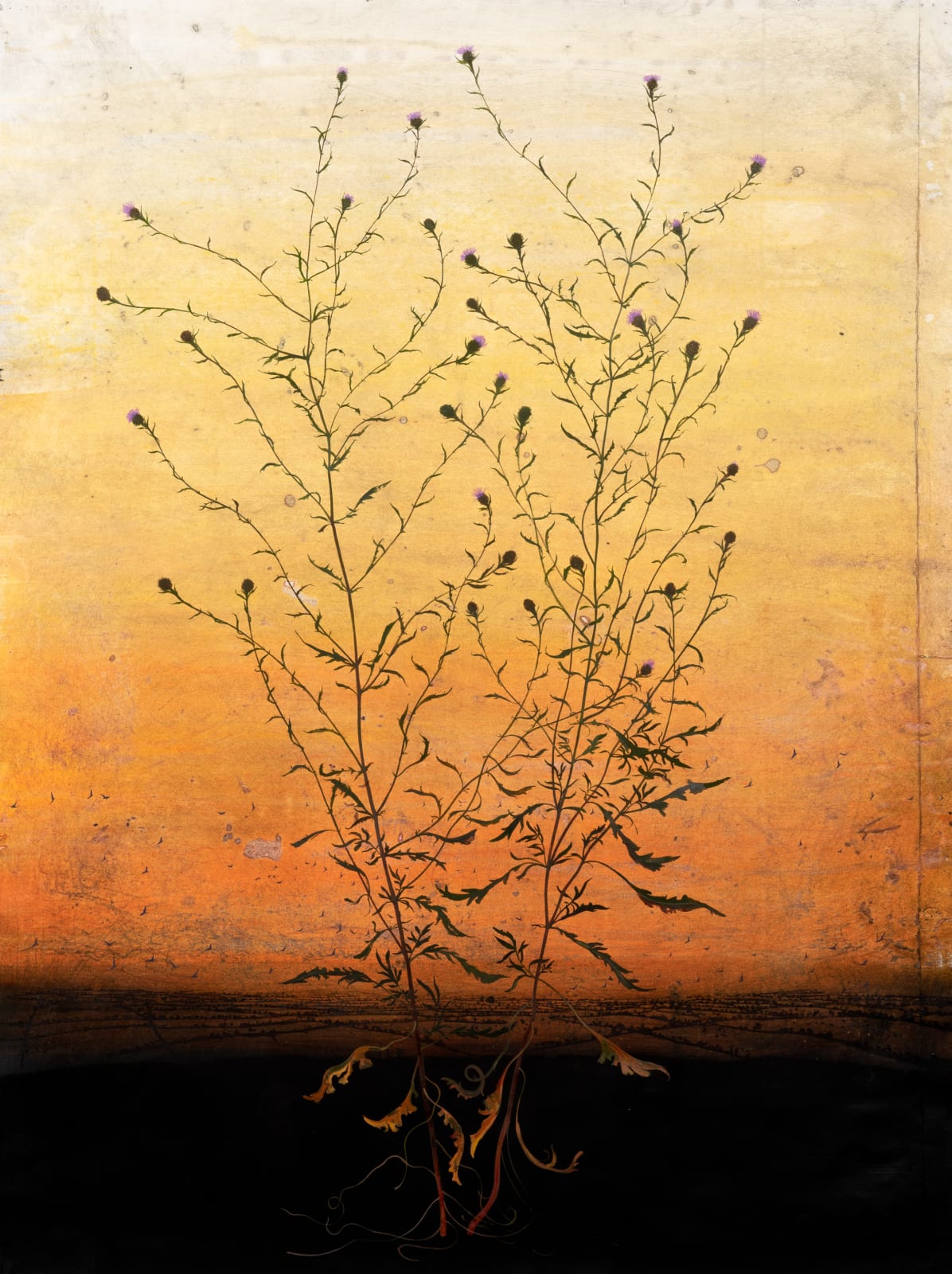 Michael Canning, Apocryphon, 2016-2020