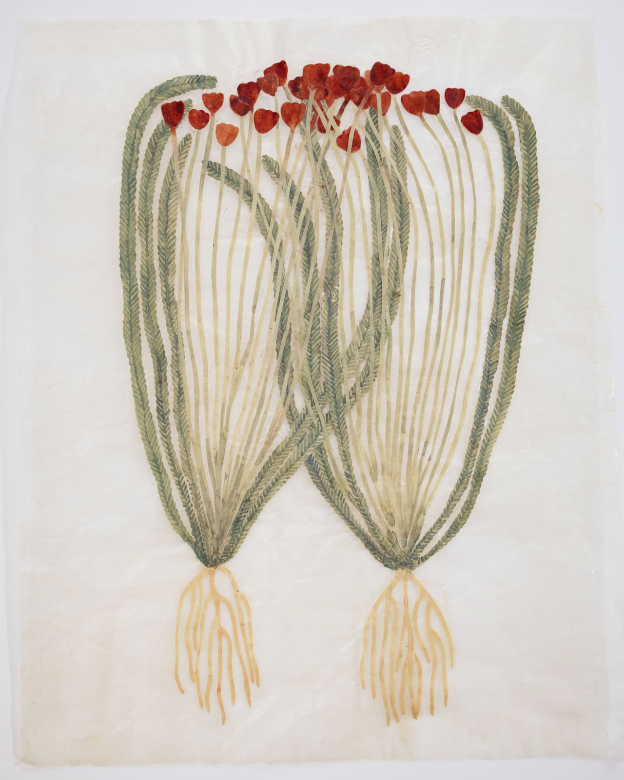 Fumi Imamura, Two flowers (breath) (花ふたつ(呼吸), 2024