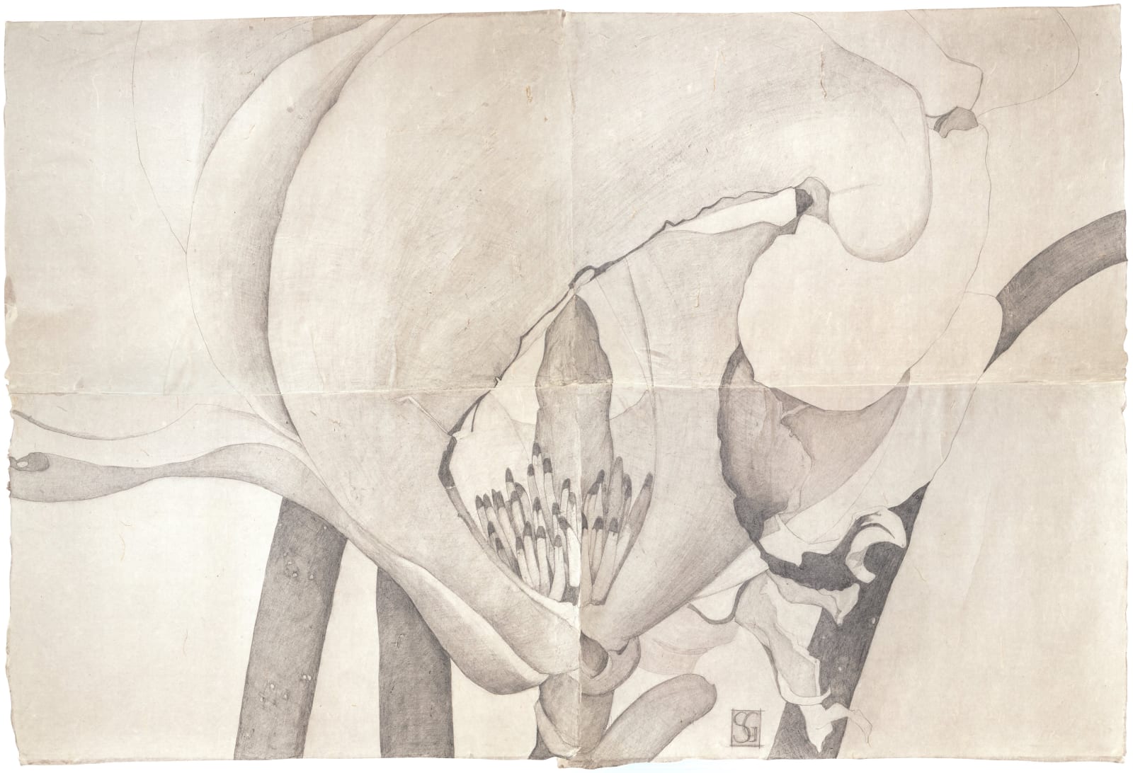 Sarah Graham, Magnolia soulangeana II, 2022