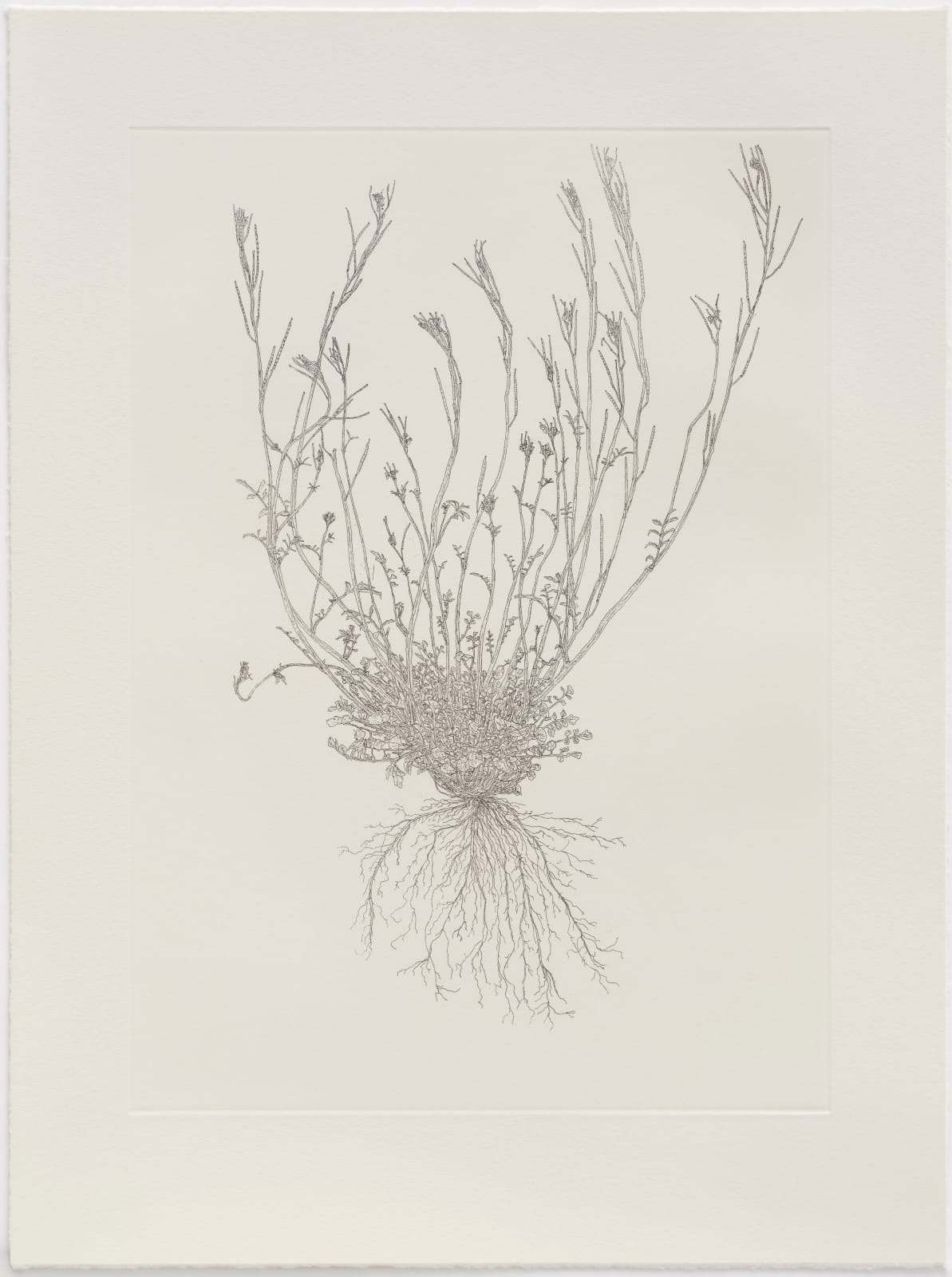 Michael Landy, Hairy Bittercress, 2024