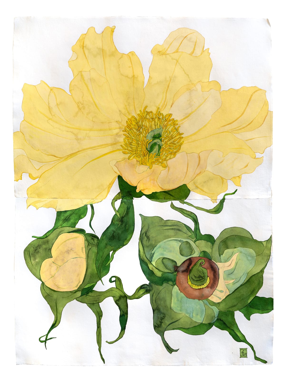 Sarah Graham, Paeonia lutea var. ludlowii I, 2019