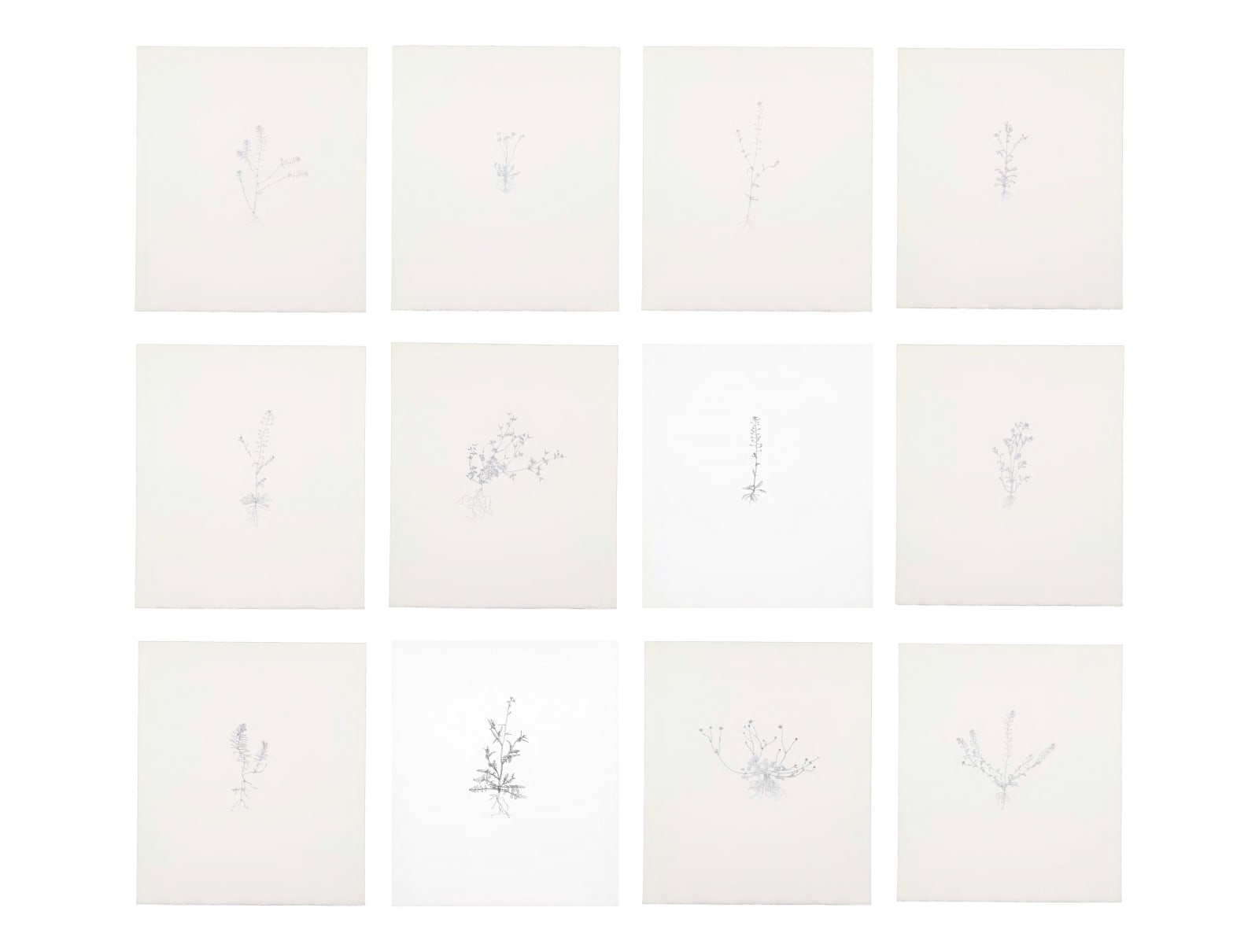 Michael Landy, Creeping Buttercup, 2002