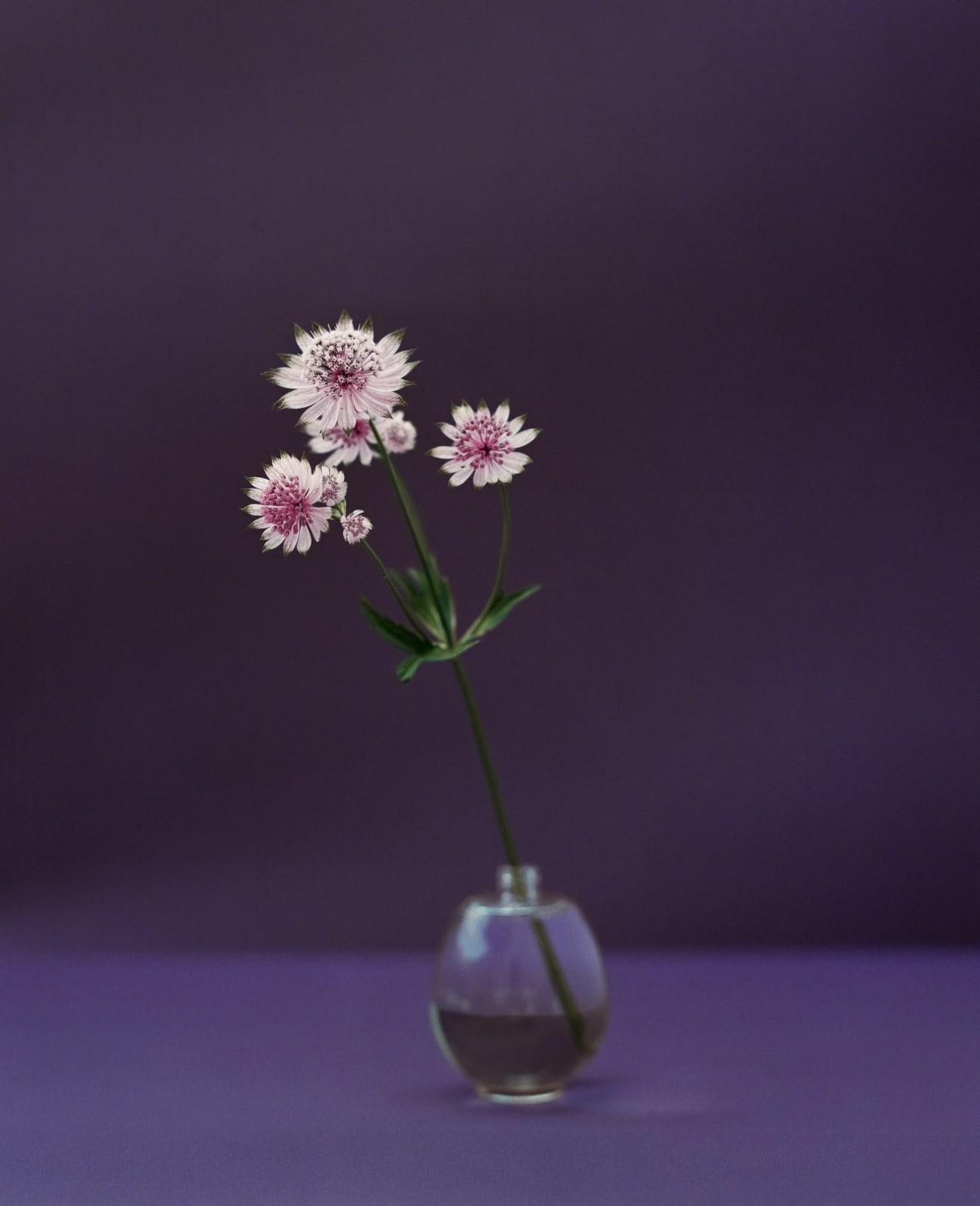 Kate Friend, Astrantia, Notre-Dame du Laus, France, July, 2024