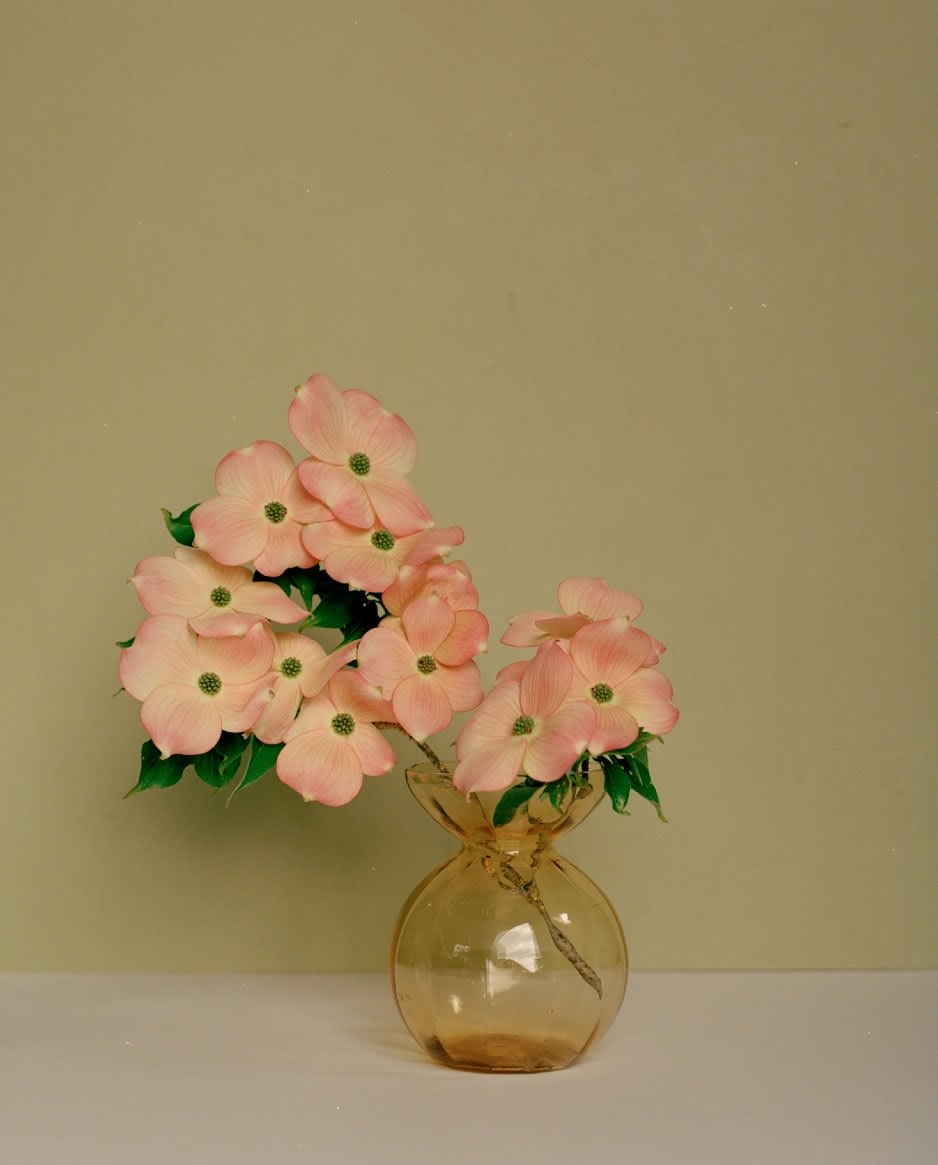 Kate Friend, Piet Oudolf, Cornus 'Stellar Pink', Hummelo, 2022