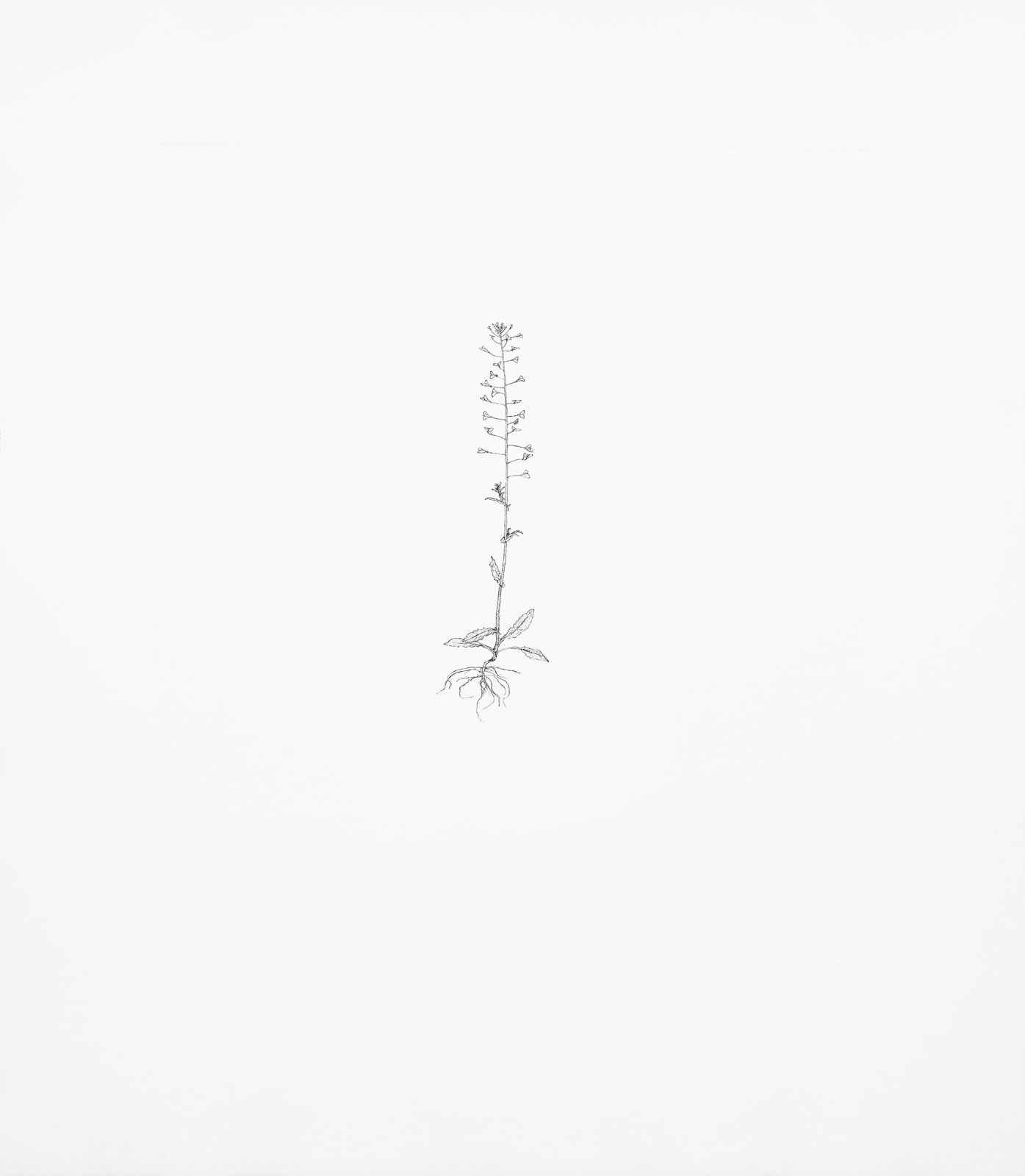Michael Landy, Common Groundsel, 2002