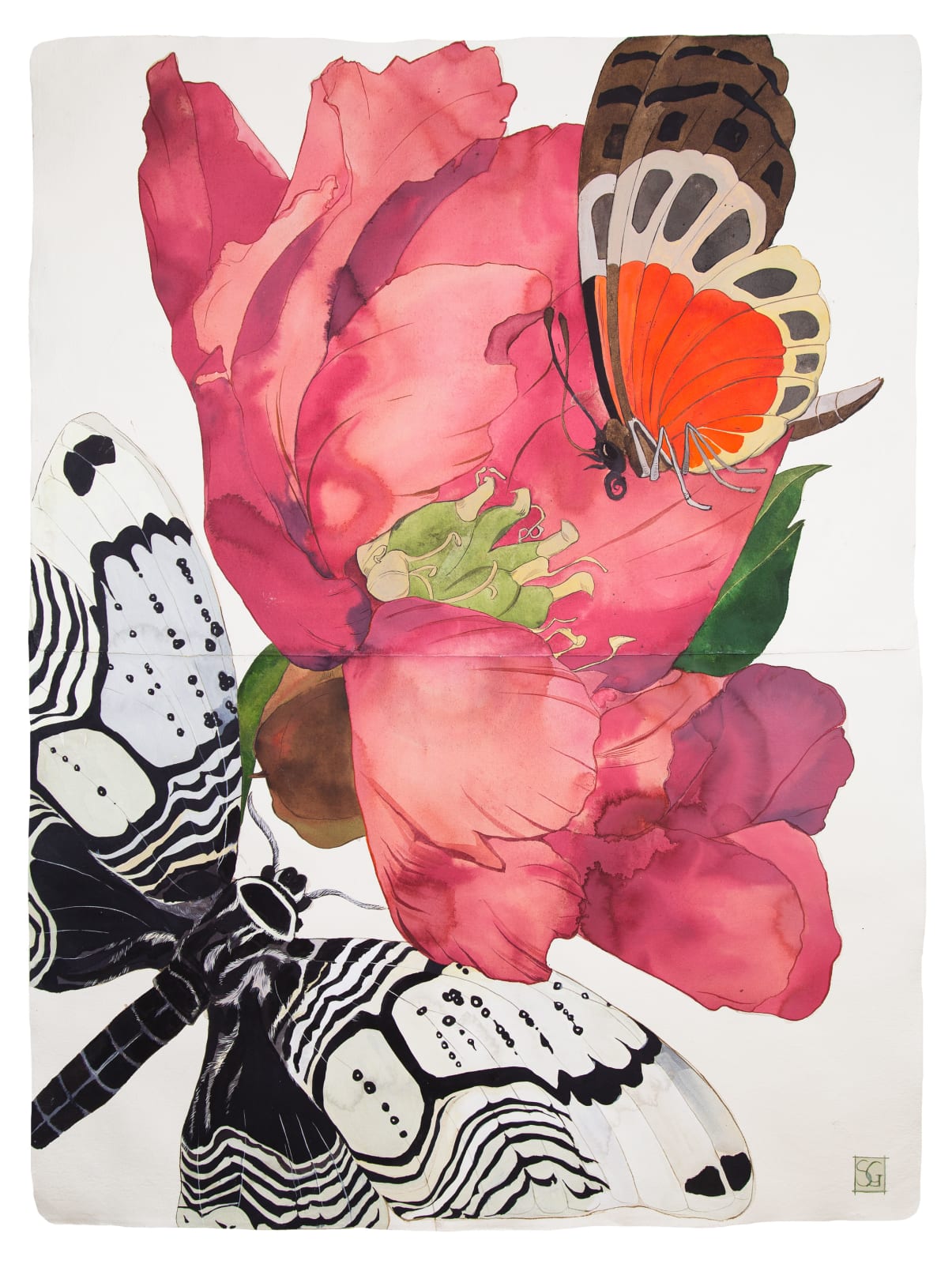 Sarah Graham, Paeonia lactiflora I, 2019