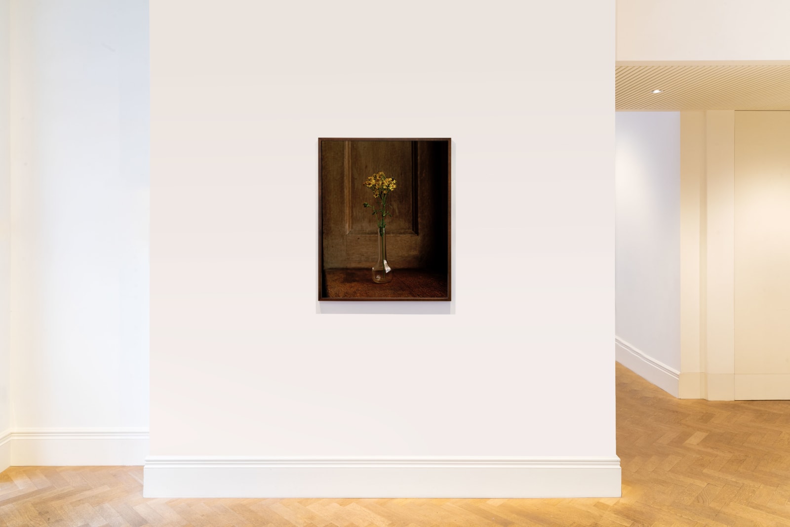 Kate Friend, Isabella Tree, Ragwort, Knepp Estate, Sussex, 2020