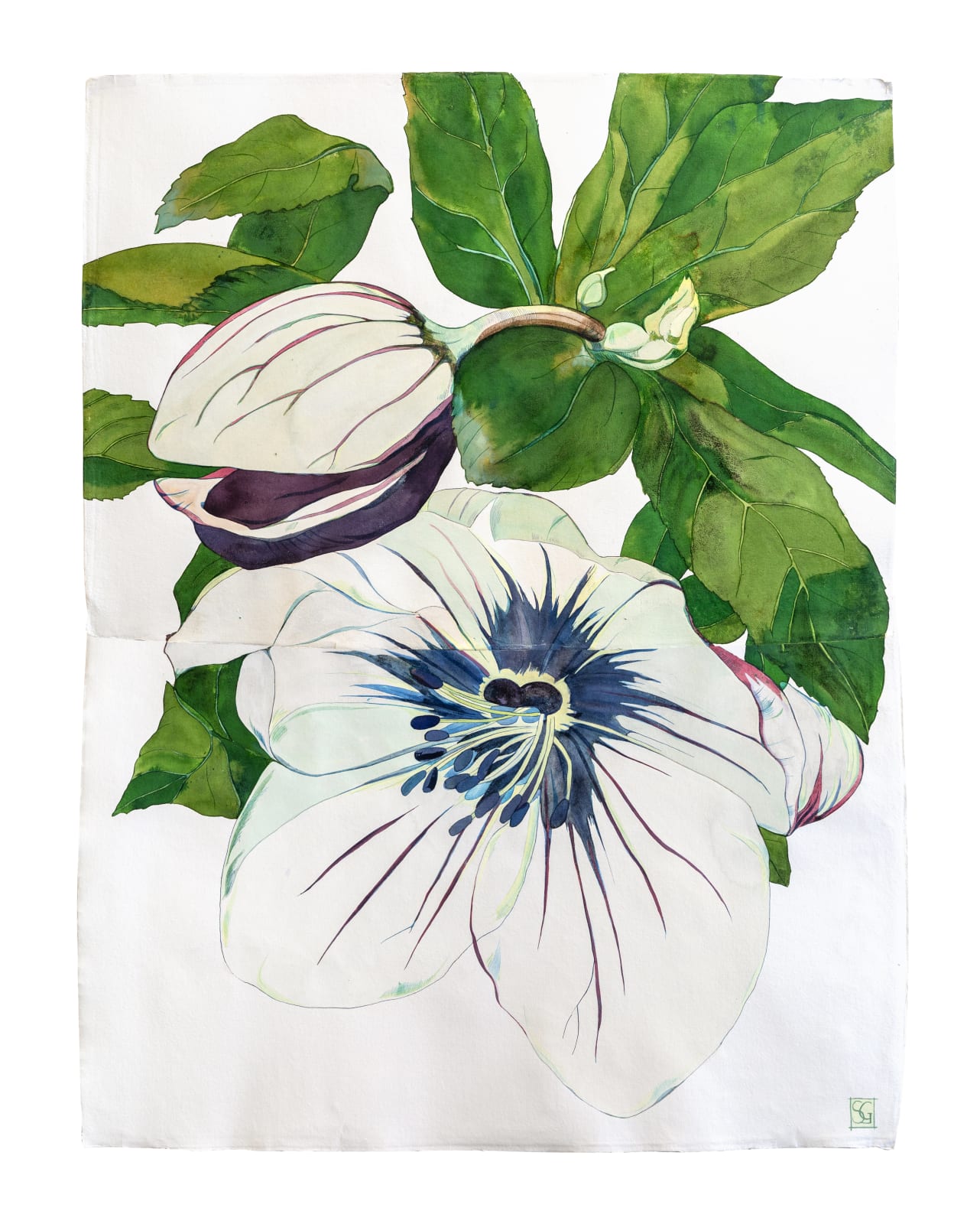 Sarah Graham, Anemone coronaria I, 2019