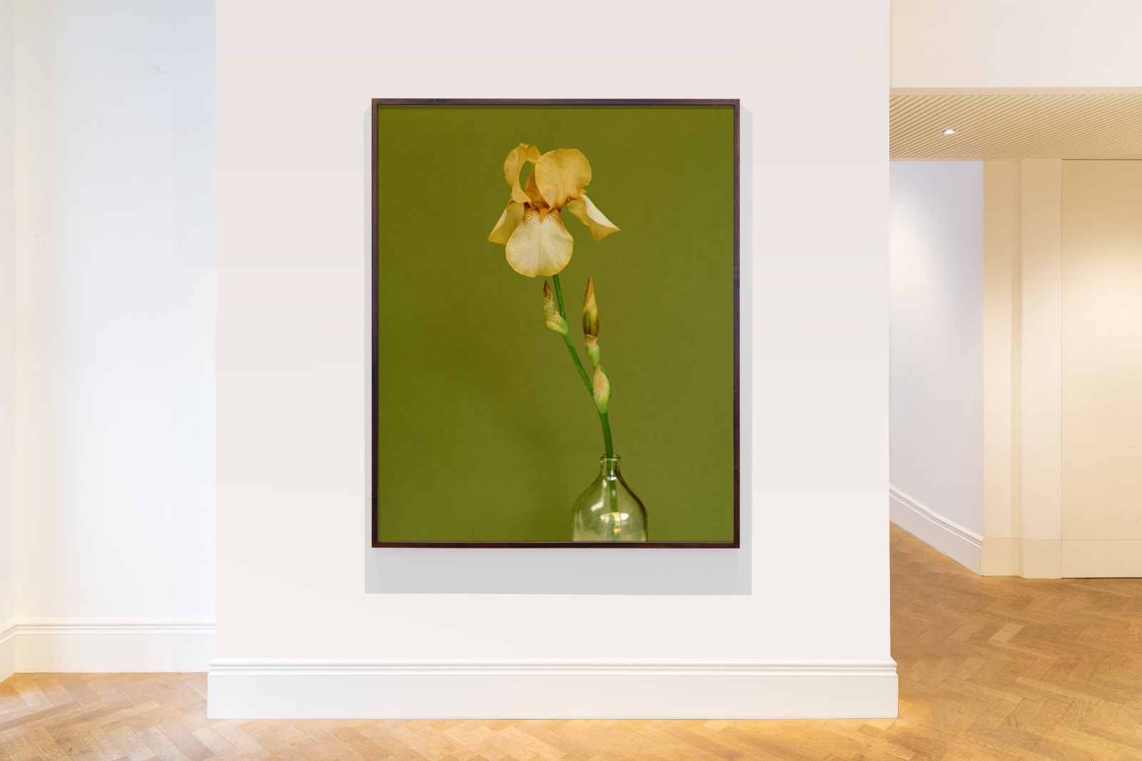 Kate Friend, Polly Nicholson, Iris 'Benton Susan', Wiltshire, 2021