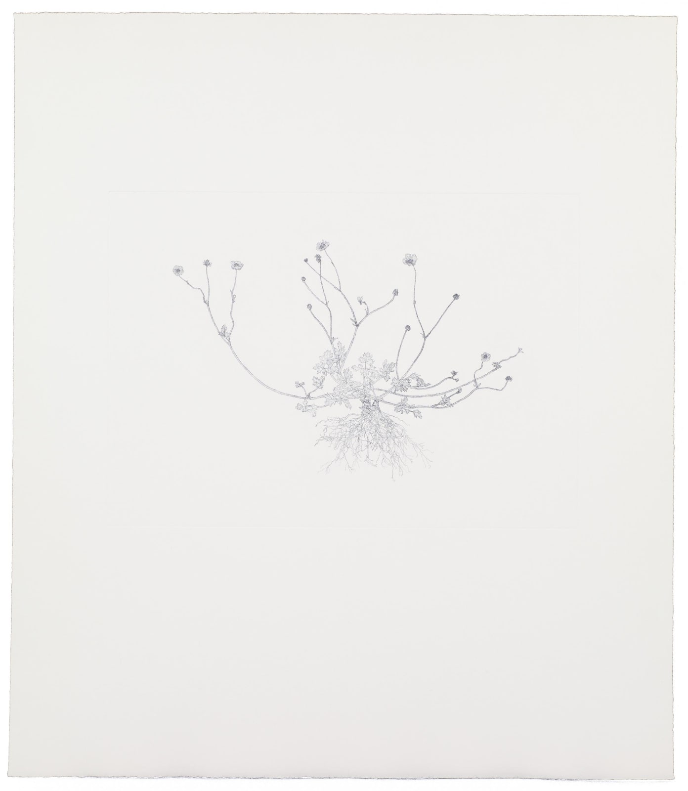 Michael Landy, Creeping Buttercup, 2002