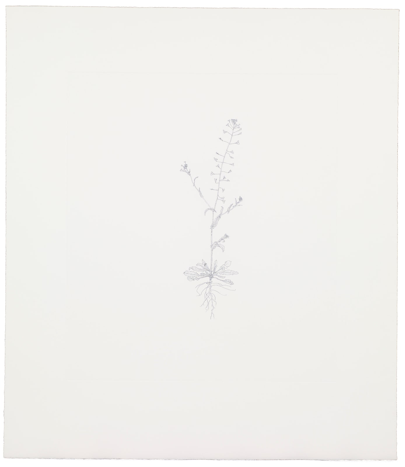 Michael Landy, Shepherd's Purse 5, 2002