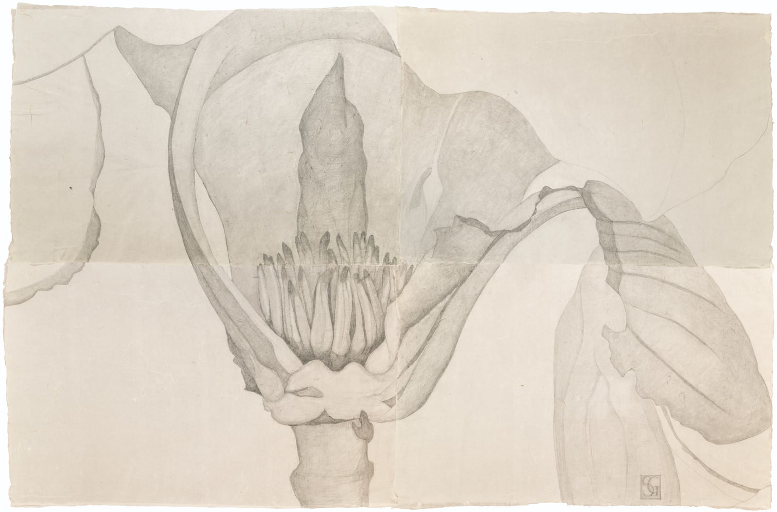 Sarah Graham, Magnolia soulangeana I, 2022