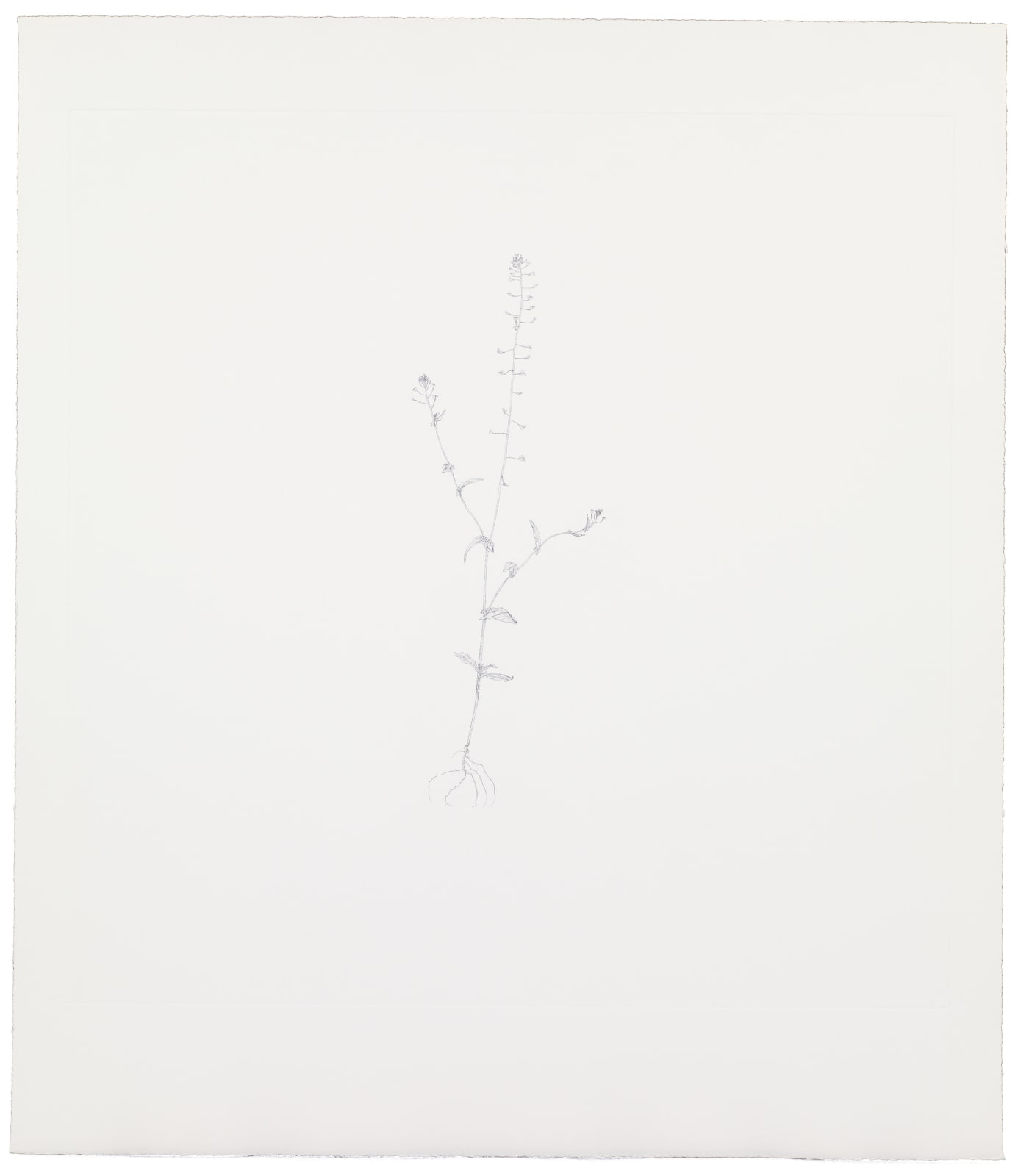 Michael Landy, Sheperd's Purse, 2002