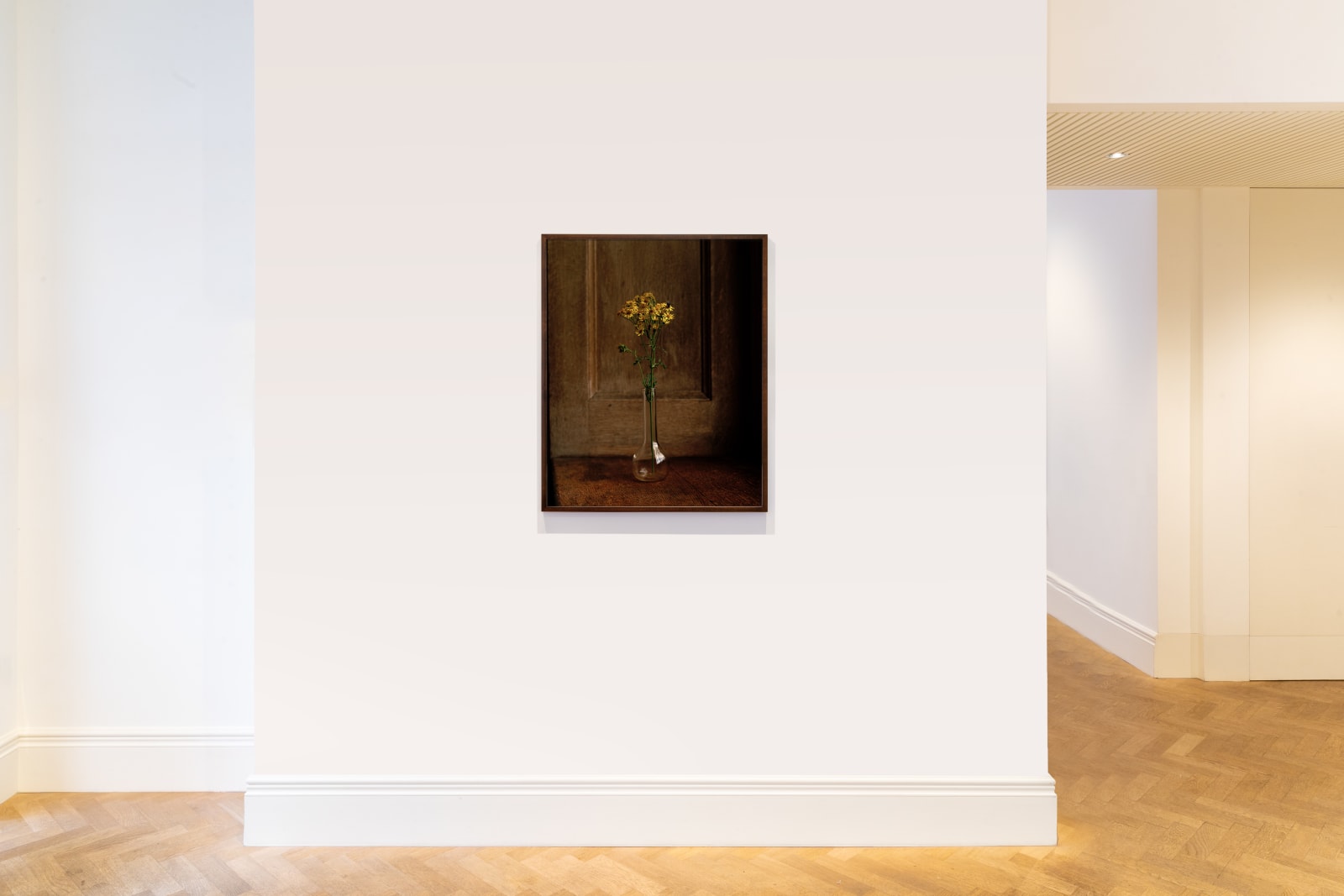 Kate Friend, Isabella Tree, Ragwort, Knepp Estate, Sussex, 2020