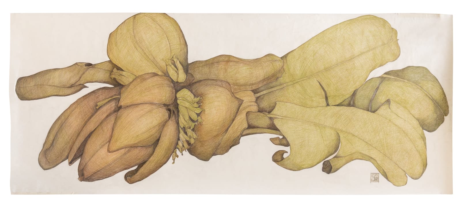 Sarah Graham, Musa acuminata (paper) II, 2025