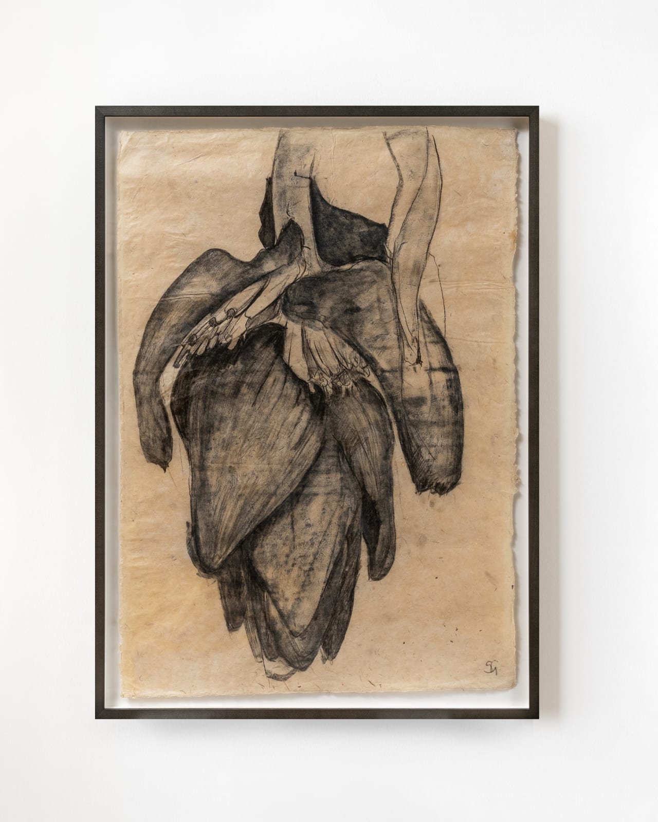 Sarah Graham, Musa acuminata (paper) XII, 2025