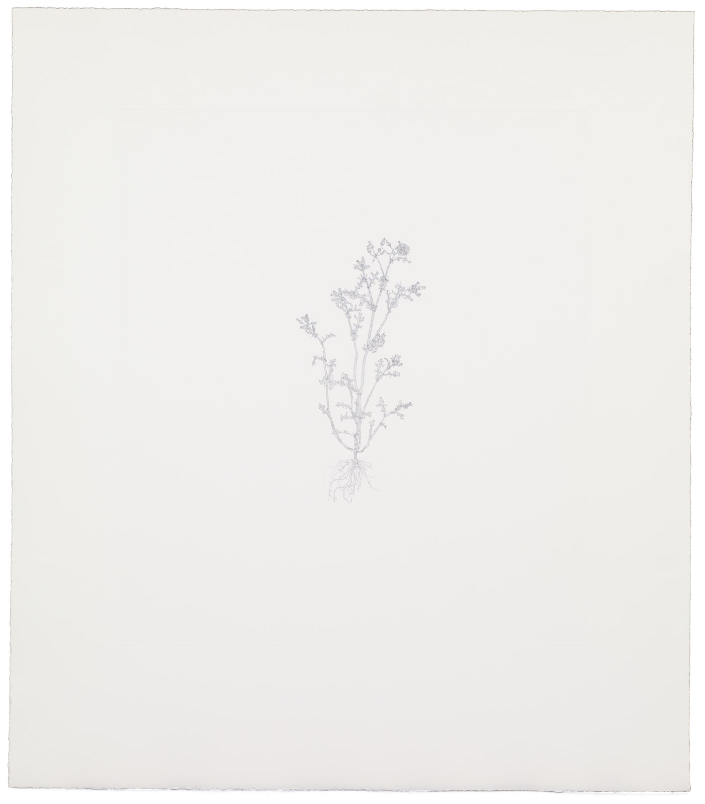 Michael Landy, Common Groundsel 2, 2002