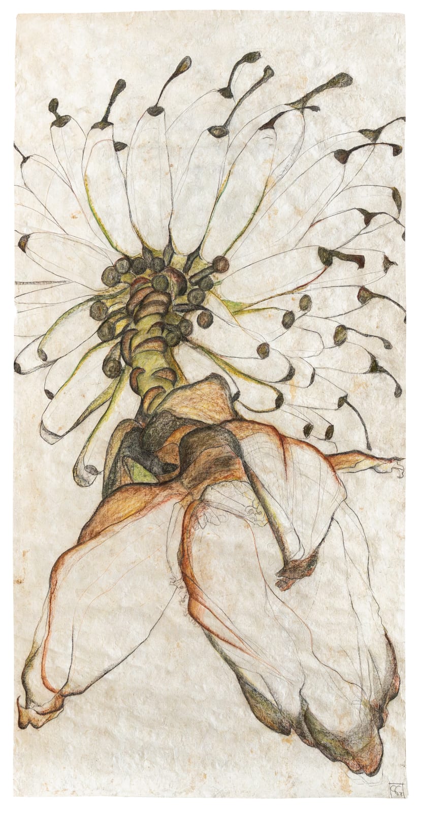 Sarah Graham, Musa acuminata (paper) V, 2025