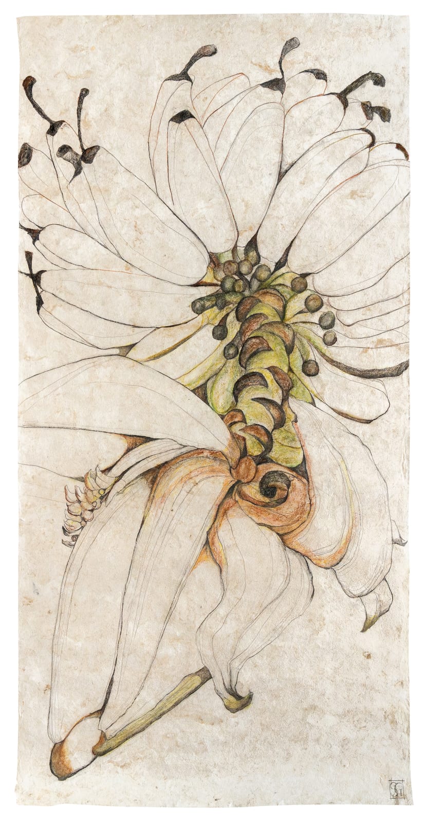 Sarah Graham, Musa acuminata (paper) VI, 2025