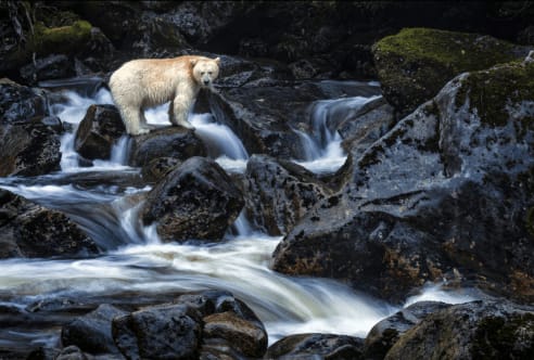 Paul Nicklen, The Waiting Game, 2010