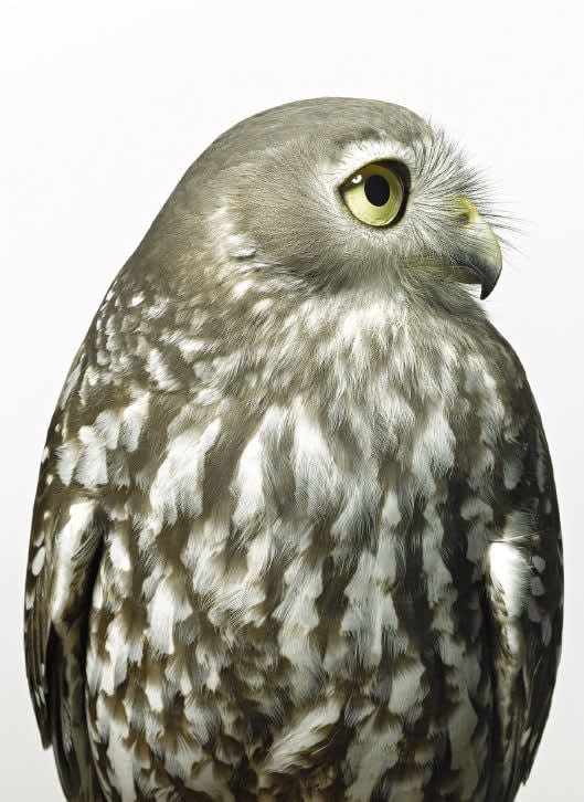 Gary Heery, Owl, 2021
