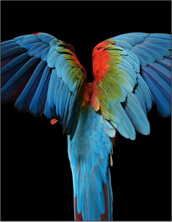 Gary Heery, Macaw, 2021