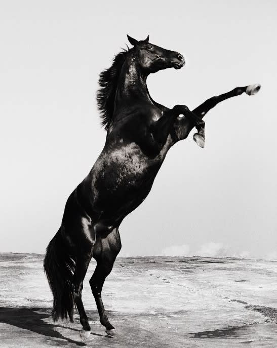 Gary Heery, Roaring Horse, 2021