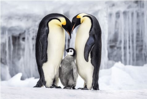 Paul Nicklen, Parent Hood, 2011