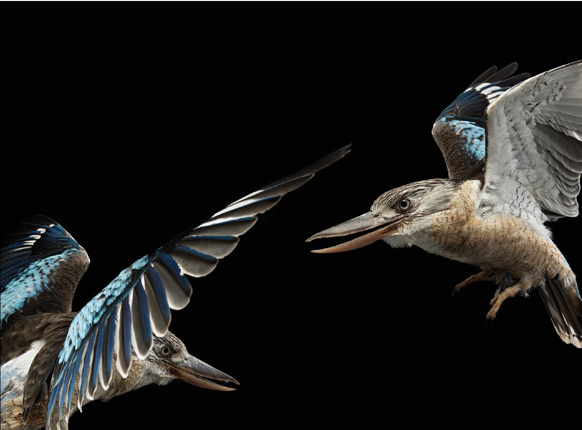 Gary Heery, Kookaburras, 2021