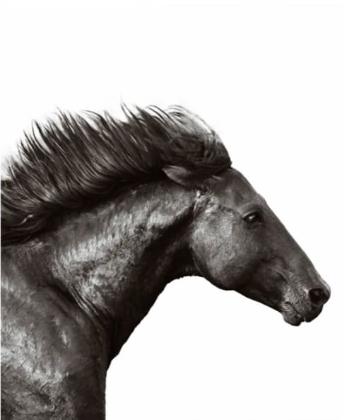 Nick Leary, Wild Stallion