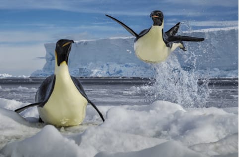 Paul Nicklen, Defying Gravity, 2011
