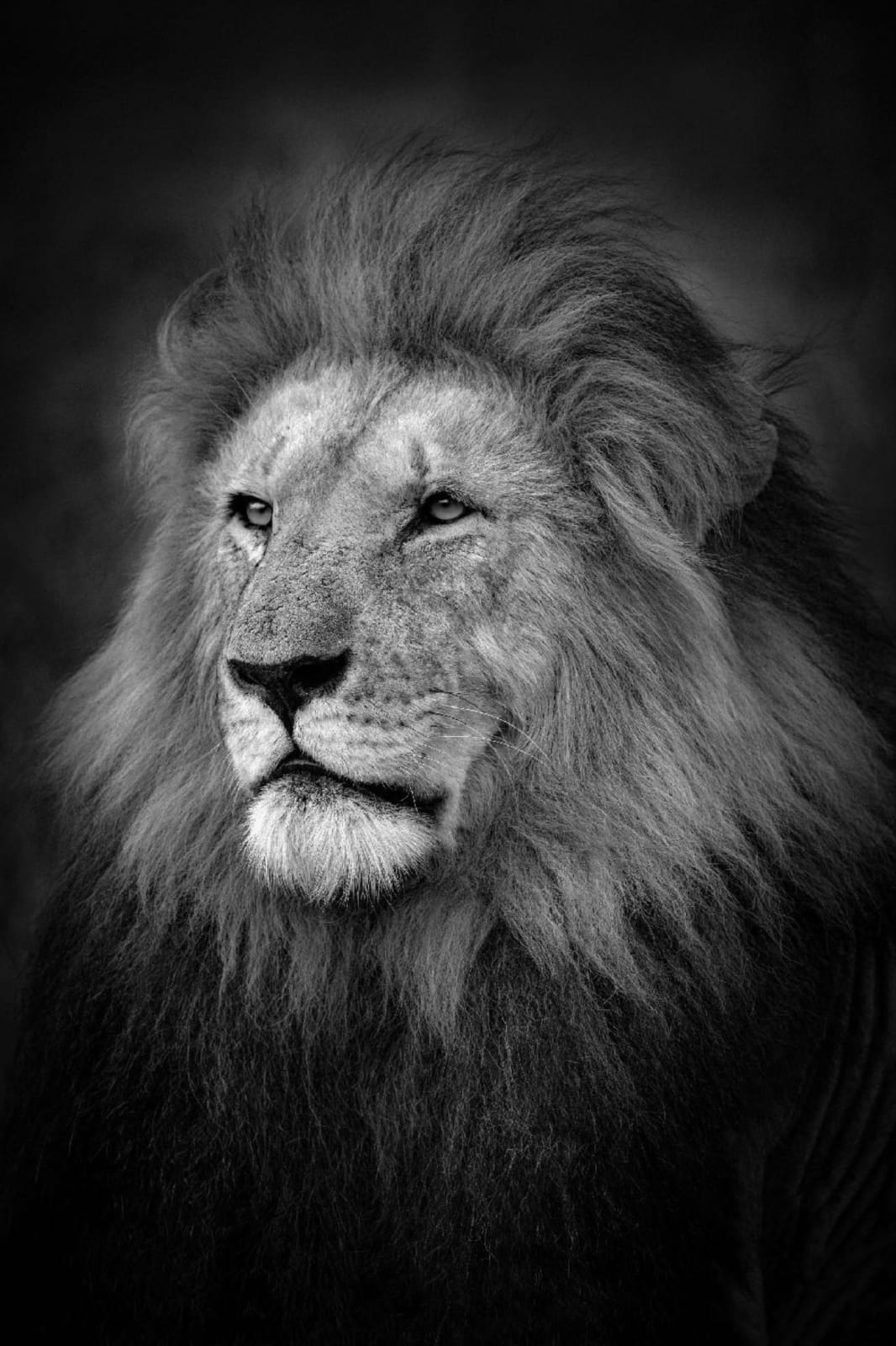 Björn Persson, The King