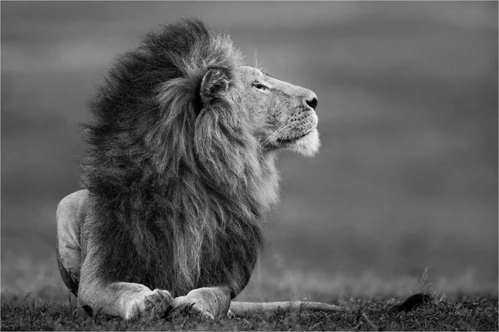 Paul Nicklen, Master of the Mara,, 2017