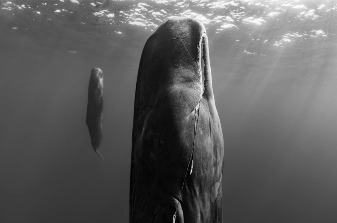 Paul Nicklen, Suspended Grace, Dominica