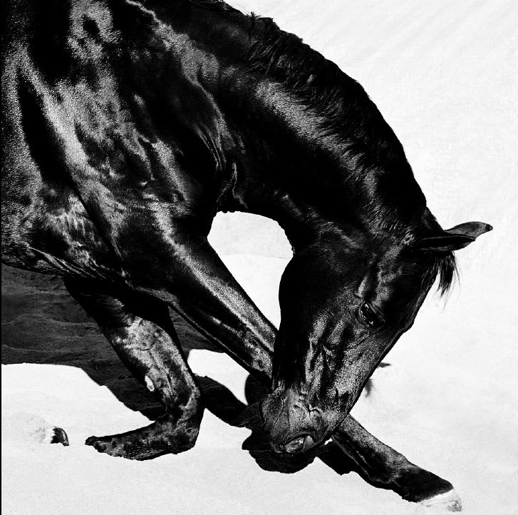 Gary Heery, Horse Kneeling, 2021