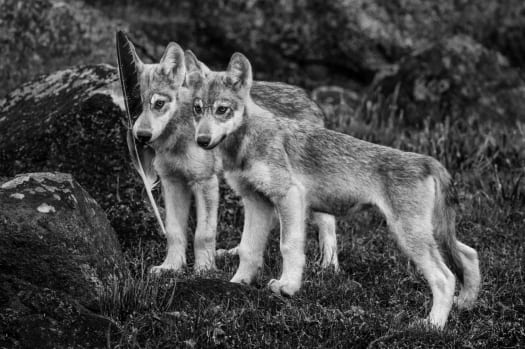 Paul Nicklen, Playtime, 2011