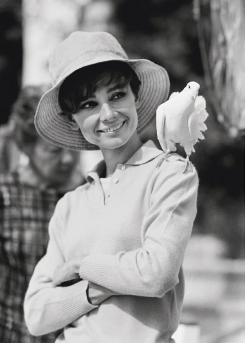 Terry O'Neill, Audrey Hepburn With Dove II, 1966