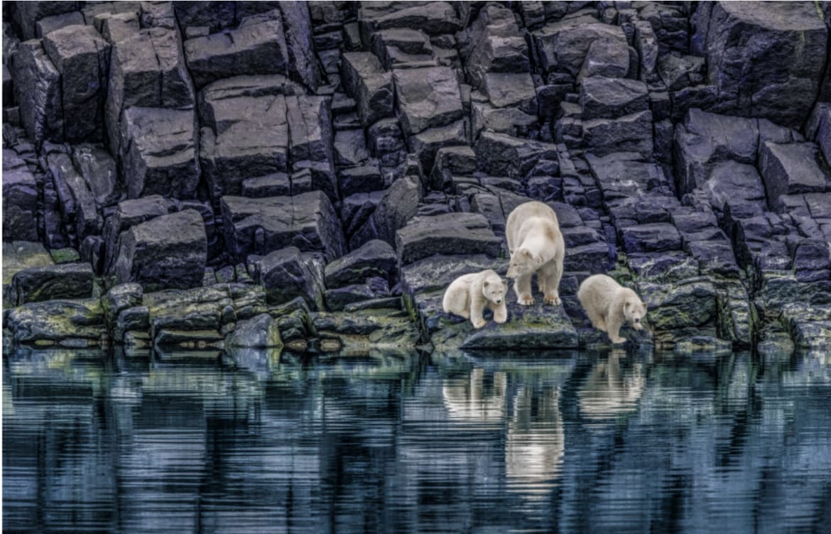 Paul Nicklen, The Long Summer, Spitsbergen, Norway, 2007