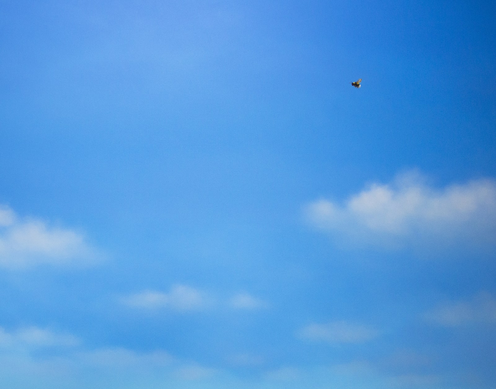 LILIA MAZURKEVICH, Bumble bee