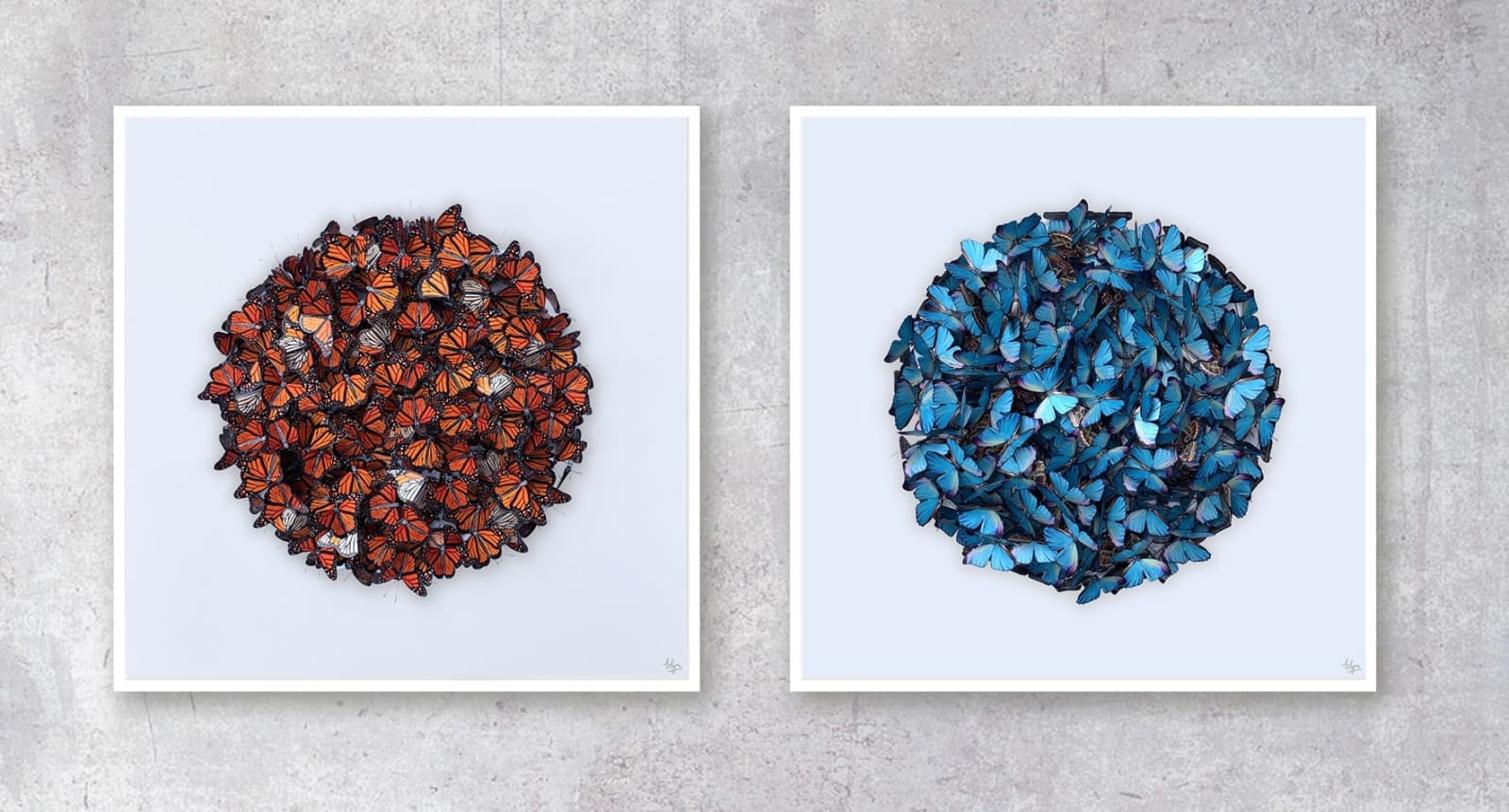 DANIEL BYRNE, Cluster in Morpho (Small)
