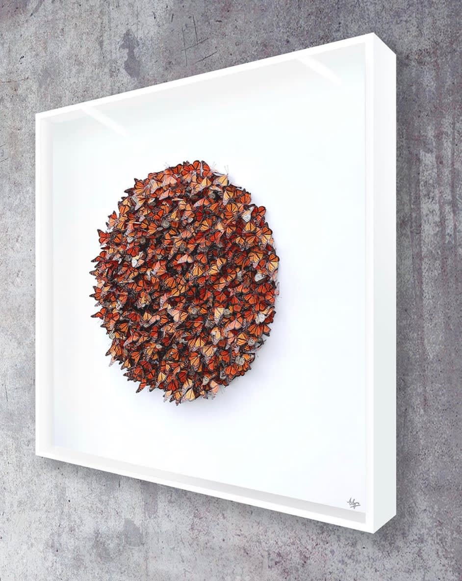 DANIEL BYRNE, Cluster In Monarch