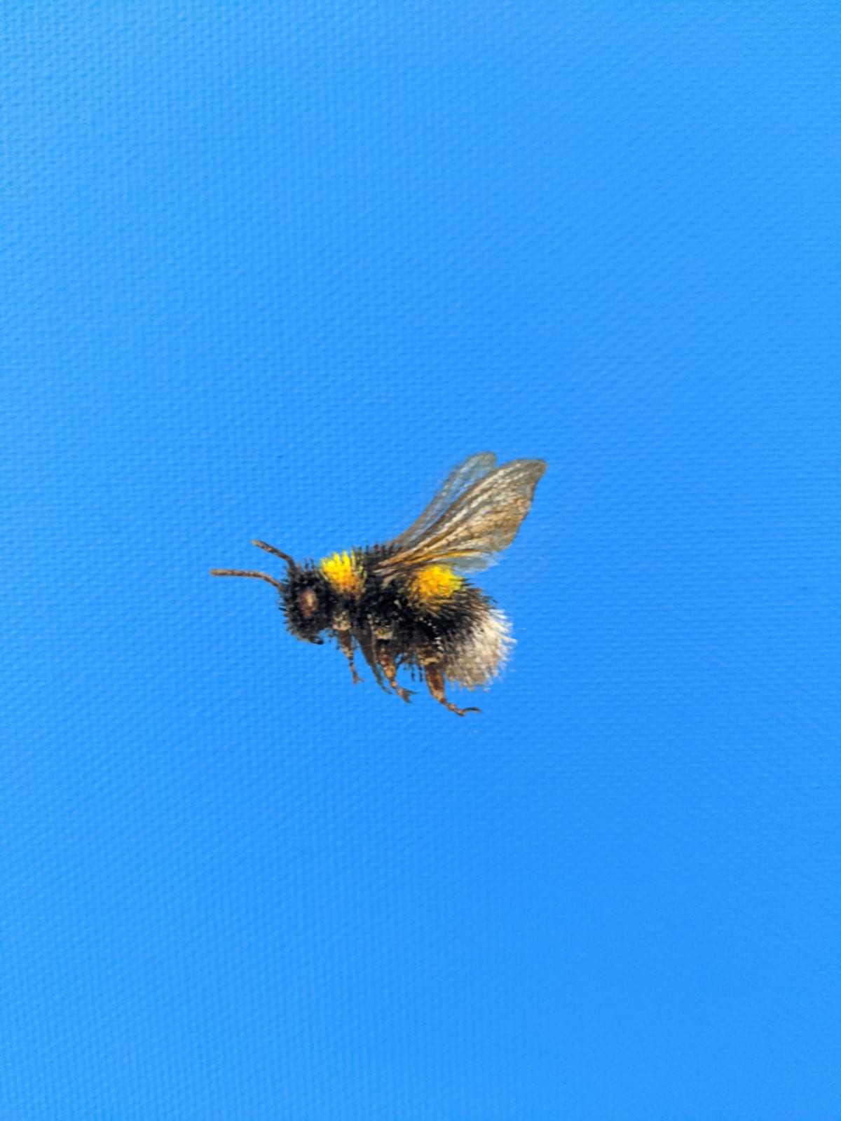 LILIA MAZURKEVICH, Bumble bee