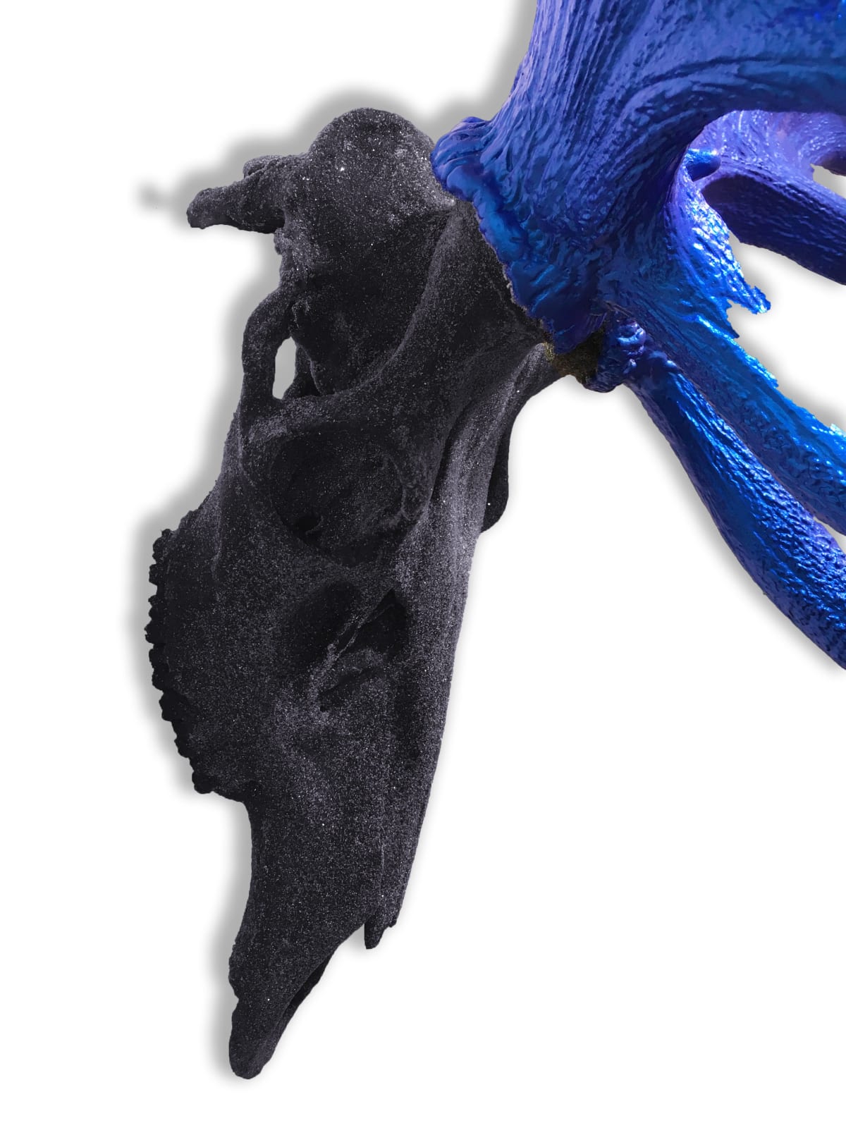 Red Deer Skull - Large