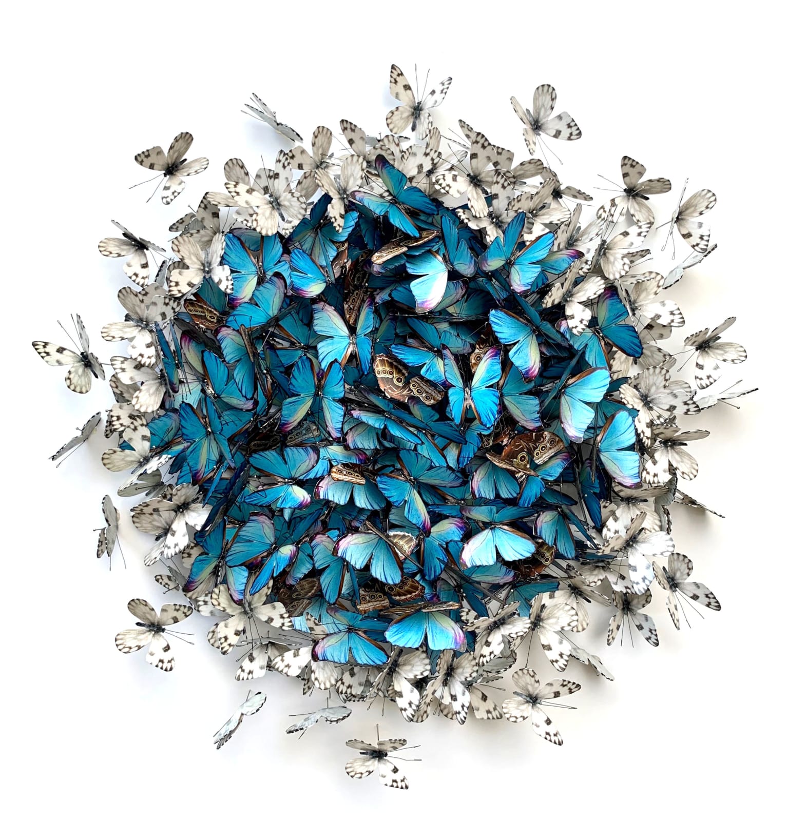 DANIEL BYRNE, Cluster in Chequered and Morpho