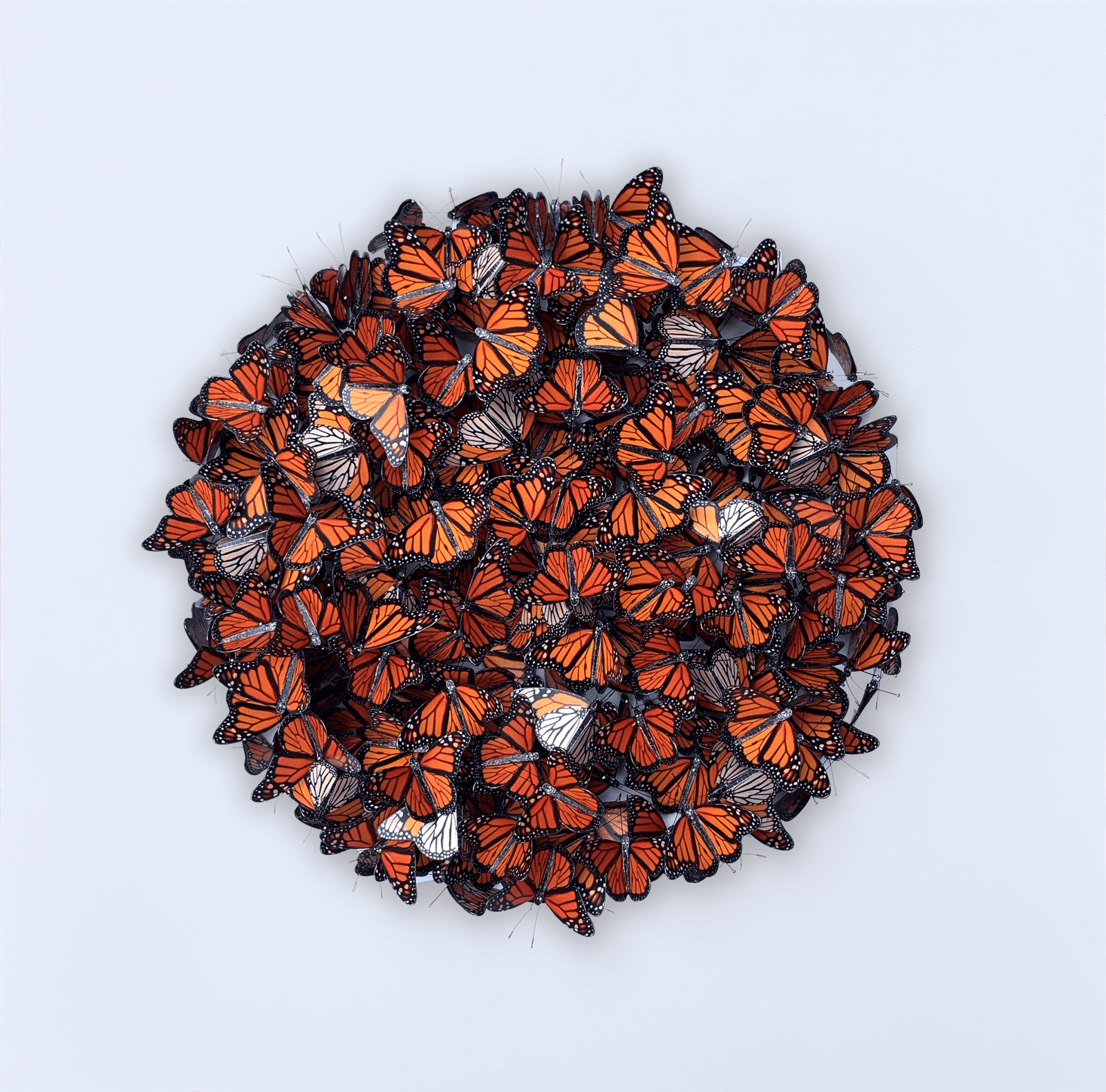 DANIEL BYRNE, Cluster in Monarch (Small)