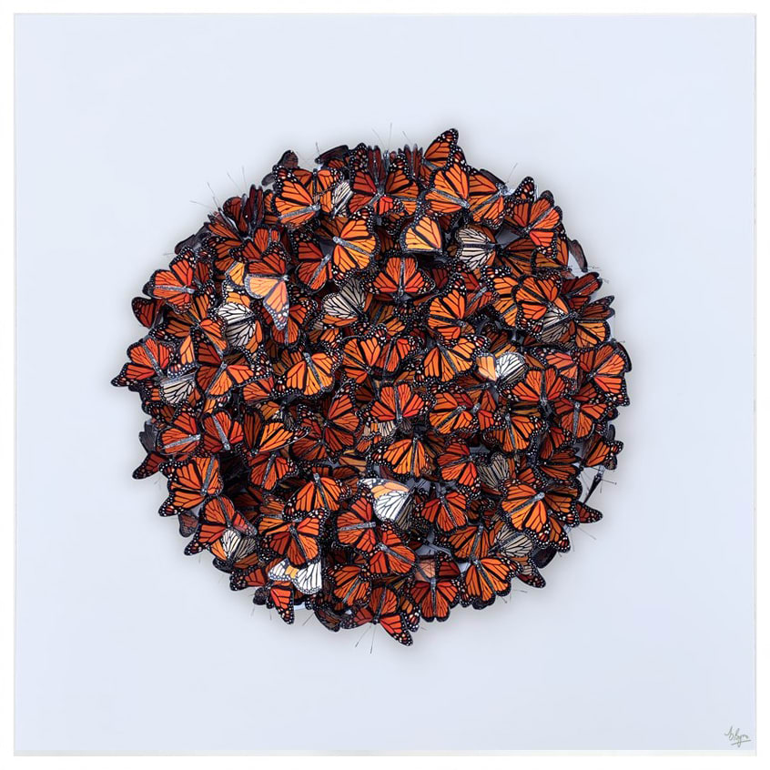 DANIEL BYRNE, Cluster in Monarch (Small)