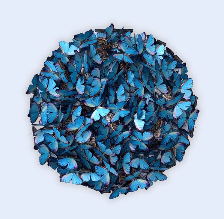 DANIEL BYRNE, Cluster in Morpho (Small)